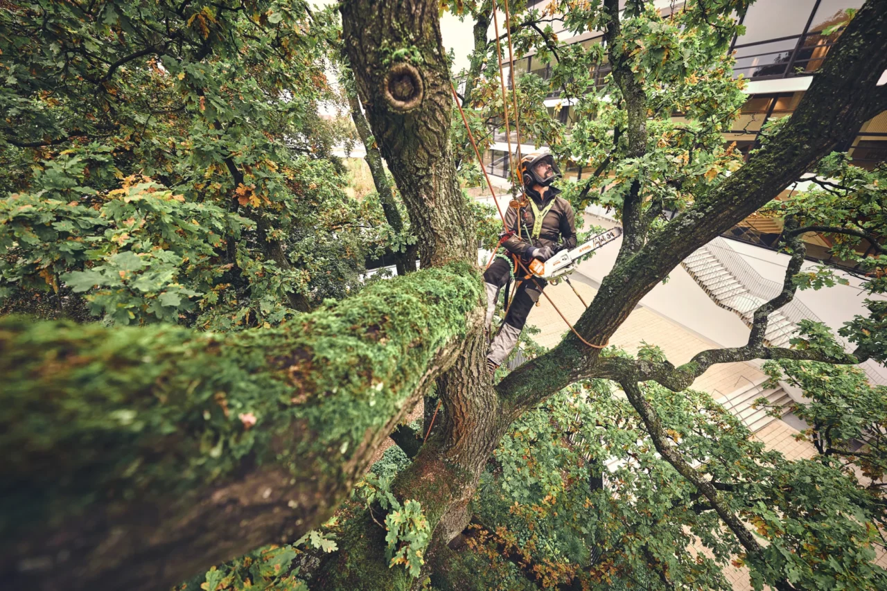 STIHL Tronçonneuse MSA 220 TC-O sans batterie ni chargeur - en situation