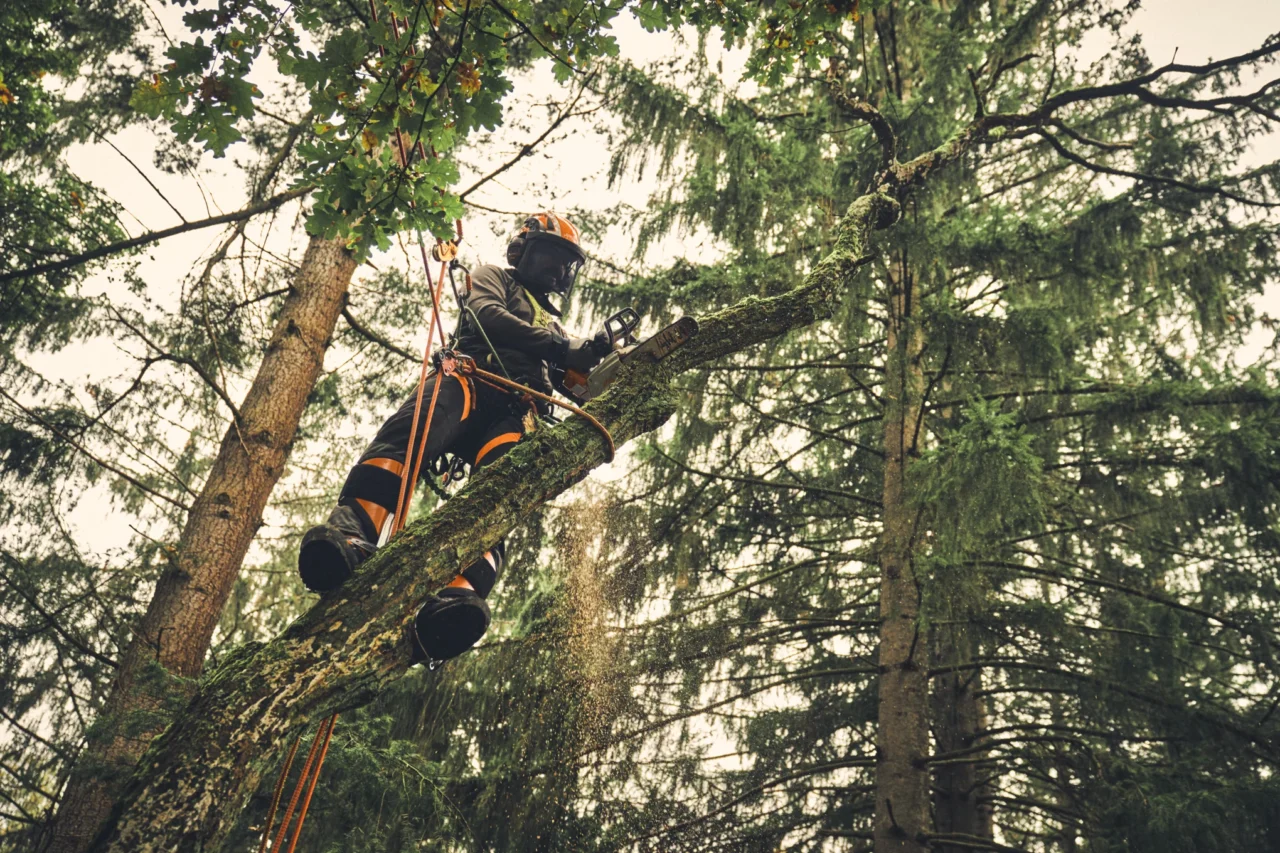 STIHL Tronçonneuse MSA 220 TC-O sans batterie ni chargeur - en situation